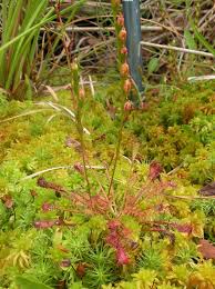 Attēlu rezultāti vaicājumam “Drosera intermedia”
