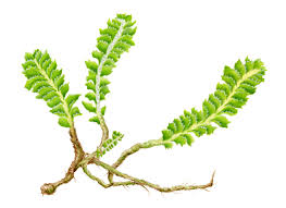 Attēlu rezultāti vaicājumam “Bryoerythrophyllum recurvirostrum sporophyte”