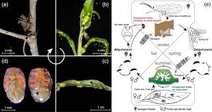 Attēlu rezultāti vaicājumam “Rabdophaga degeeri”