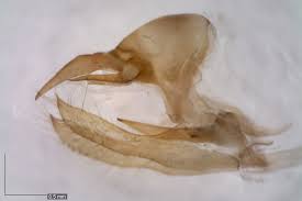 Attēlu rezultāti vaicājumam “Lasiommata megera underside”