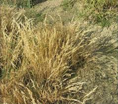 Attēlu rezultāti vaicājumam “Corynephorus canescens fruit”