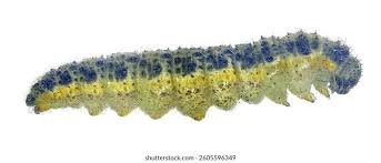 Attēlu rezultāti vaicājumam “Pieris brassicae larva”