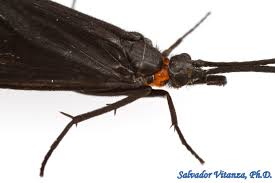 Attēlu rezultāti vaicājumam “Trichoptera”