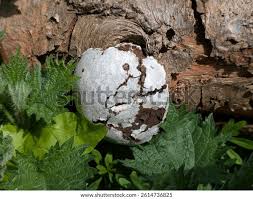 Attēlu rezultāti vaicājumam “Enteridium corticatum spores”