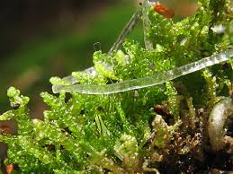 Attēlu rezultāti vaicājumam “Lepidozia reptans”