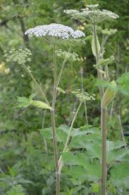 Attēlu rezultāti vaicājumam “Heracleum”