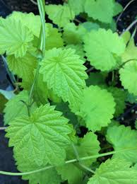 Attēlu rezultāti vaicājumam “Humulus lupulus leaf”