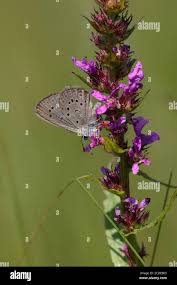 Attēlu rezultāti vaicājumam “Maculinea alcon underside”