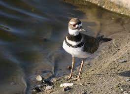 Image result for Charadrius vociferus