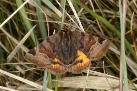 Attēlu rezultāti vaicājumam “Euclidia glyphica”