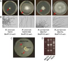 Attēlu rezultāti vaicājumam “Heterobasidion parviporum”