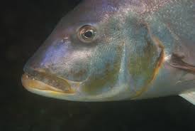 Image result for Petrus rupestris