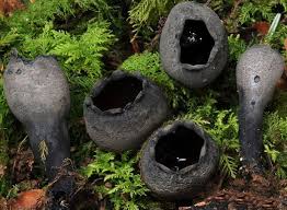 Attēlu rezultāti vaicājumam “Craterium aureum stalked”