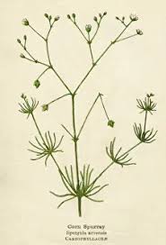 Attēlu rezultāti vaicājumam “Spergula arvensis”