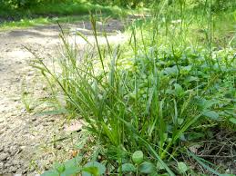 Attēlu rezultāti vaicājumam “Carex sylvatica”