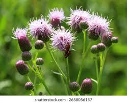 Attēlu rezultāti vaicājumam “Cirsium x rigens flower”