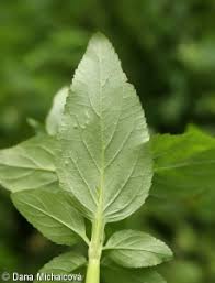 Attēlu rezultāti vaicājumam “Scrophularia umbrosa”