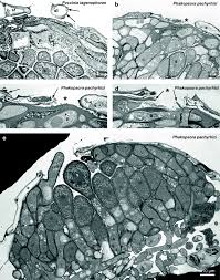 Attēlu rezultāti vaicājumam “Ochropsora ariae spores”