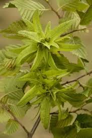 Attēlu rezultāti vaicājumam “Carpinus betulus fruit”