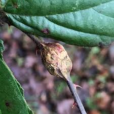 Attēlu rezultāti vaicājumam “Lasioptera rubi”