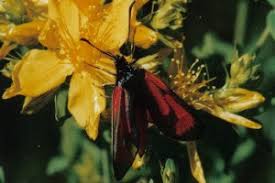 Attēlu rezultāti vaicājumam “Zygaena minos”