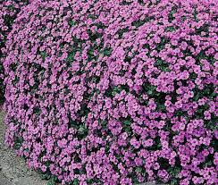 Image result for Aubrieta hybrida (cultorum)