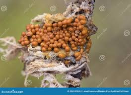 Attēlu rezultāti vaicājumam “Leocarpus fragilis var. bisporus spores”