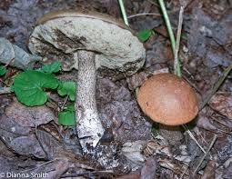 Attēlu rezultāti vaicājumam “Leccinum vulpinum”