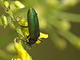 Attēlu rezultāti vaicājumam “Chrysanthia viridissima”