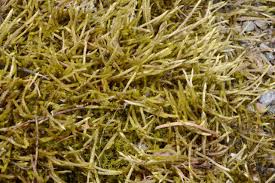 Attēlu rezultāti vaicājumam “Brachythecium albicans”