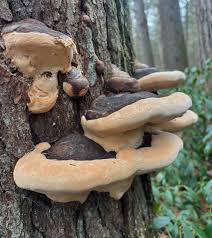 Attēlu rezultāti vaicājumam “Fomitopsis rosea”
