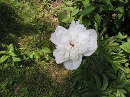 Image result for Pfingstrose