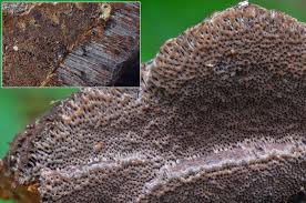 Attēlu rezultāti vaicājumam “Phellinus ferrugineofuscus”