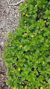 Attēlu rezultāti vaicājumam “Waldsteinia geoides flower”