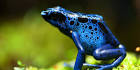 frog pronunciation
