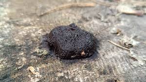 Attēlu rezultāti vaicājumam “Stemonitidaceae”