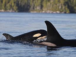 Image result for Orcinus orca