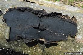 Attēlu rezultāti vaicājumam “Biscogniauxia marginata”