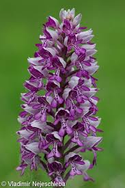 Attēlu rezultāti vaicājumam “Orchis militaris flower”