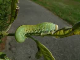 Attēlu rezultāti vaicājumam “Cimbex luteus”