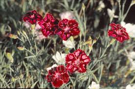 Attēlu rezultāti vaicājumam “Silene x arkwrightii Vesuvius”