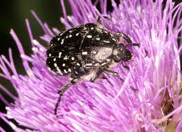 Attēlu rezultāti vaicājumam “Oxythyrea funesta”