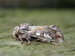 Attēlu rezultāti vaicājumam “Panolis flammea”