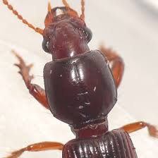 Attēlu rezultāti vaicājumam “Clivina fossor”