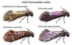 Attēlu rezultāti vaicājumam “Eriocraniidae”