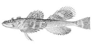 Image result for Myoxocephalus quadricornis