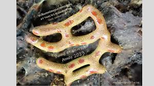 Attēlu rezultāti vaicājumam “Willkommlangea reticulata”