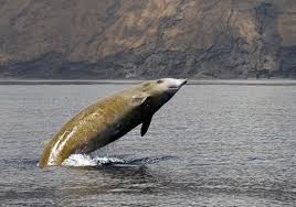 Image result for Ziphius cavirostris