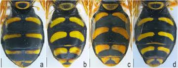 Attēlu rezultāti vaicājumam “Chrysotoxum sp.”