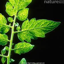 Attēlu rezultāti vaicājumam “Lycopersicon esculentum leaf”